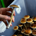Are Mushrooms Legal in Texas