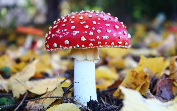 Purple Magic Amanita Mushroom Gummy