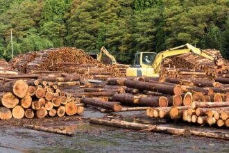 Teak Wood
