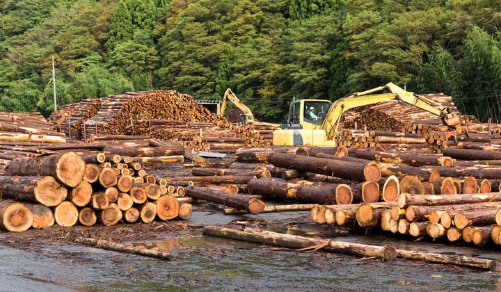 Teak Wood