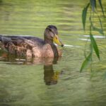 What do ducks eat