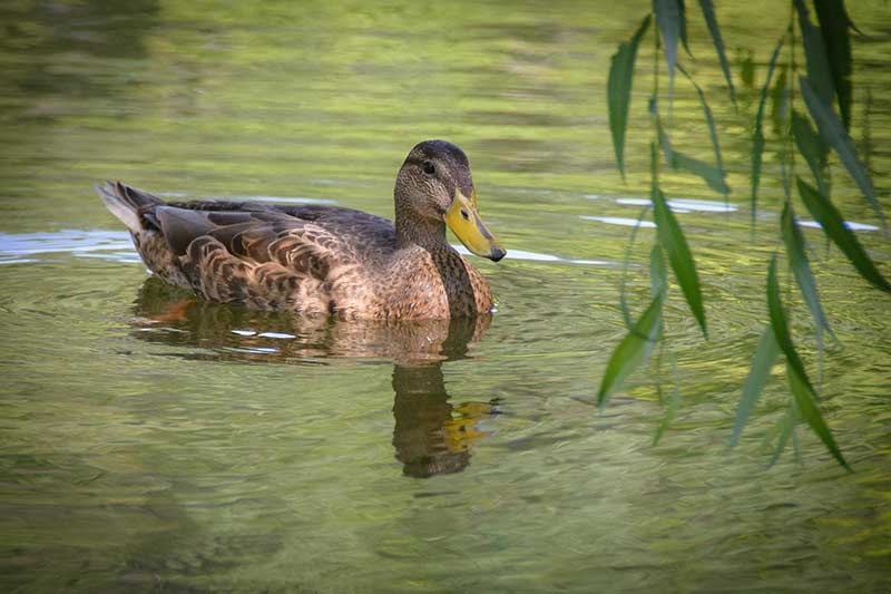 What do ducks eat